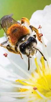 Bees are an essential part of our ecosystem, but they can pack a punch with their stinger.